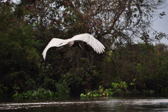 Tuiuiu voa sobre o rio Paraguai, região de Corumbá, no Mato Grosso do Sul
